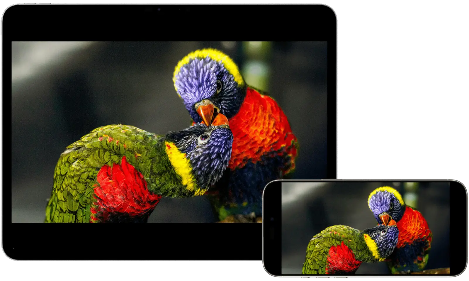 Monitor HDR Parrots